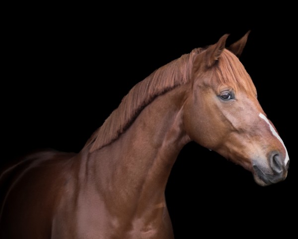 horse Libertad's Lovely (Hanoverian, 2019, from Libertad FRH)