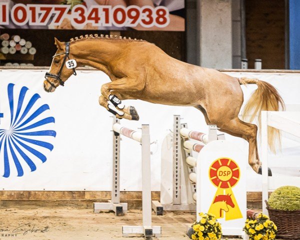 Deckhengst Bandito de Luxe (Deutsches Reitpony, 2021, von Bellissimo de Luxe)