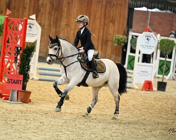 jumper Rujas Skip (Welsh mountain pony (SEK.A), 2020, from Ysselvlieds Irresistible)