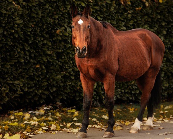 horse Insider VI (Swiss Warmblood, 1995, from Astrivoire)