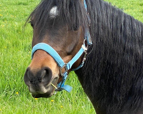 dressage horse Riverdance SK (German Riding Pony, 2017, from Oosteinds Ricky)