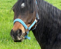 dressage horse Riverdance SK (German Riding Pony, 2017, from Oosteinds Ricky)