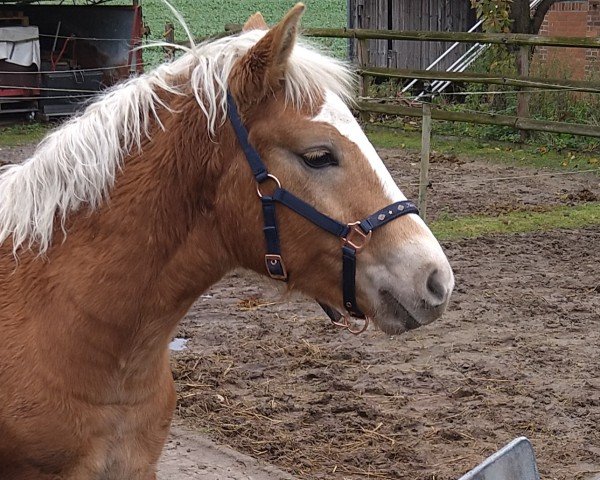 horse Sturmwind (Haflinger, 2024, from Stano)