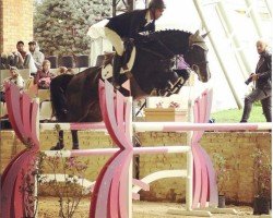 jumper Donna VI (Holsteiner, 2011, from Casall Ask)