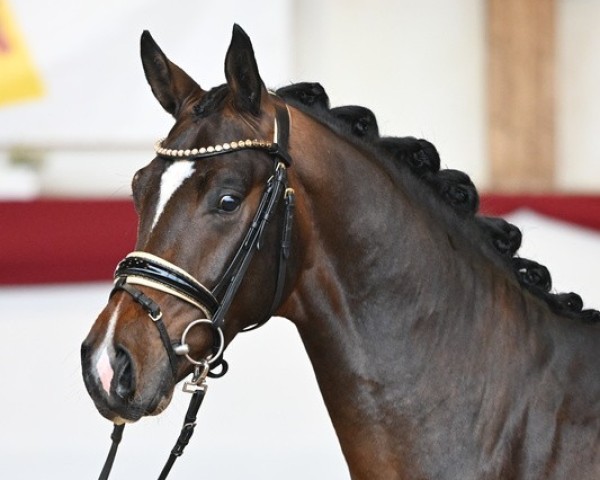horse Bello Marone (Bavarian, 2022, from Callaho's Benicio)