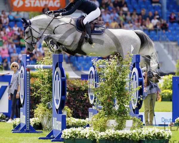 broodmare Opaline de W&s (Belgian Warmblood, 2014, from Etoulon VDL)