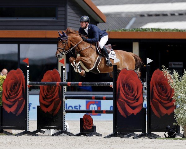 jumper Surprising Dream S.h.o. Z (Zangersheide riding horse, 2014, from Stakkato)