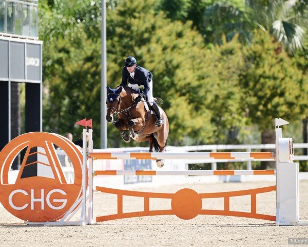 jumper Idocus (KWPN (Royal Dutch Sporthorse), 2013, from Carambole)