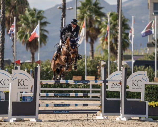 Springpferd Secret Blue Vdm (Belgisches Warmblut, 2018, von Diamant de Semilly)