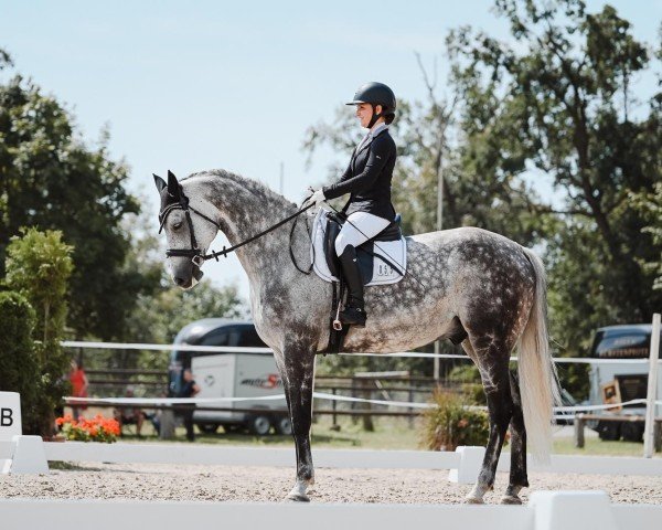 jumper Dillinger 5 (Hanoverian, 2015, from Diacontinus)