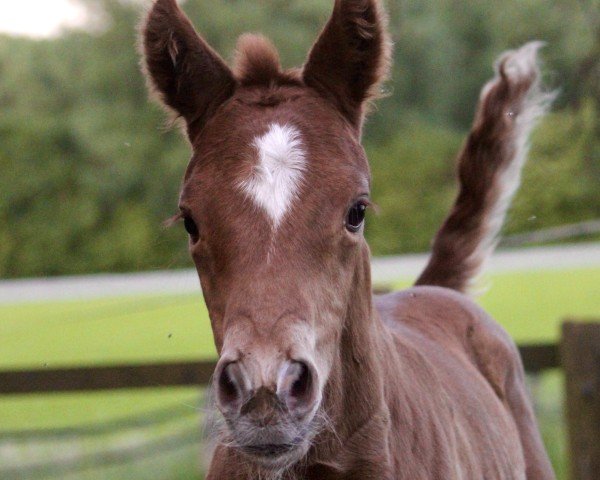 Pferd Florence HL (Hannoveraner, 2024, von For Romance I)