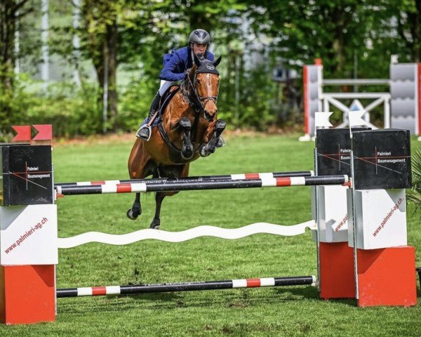 jumper Olympie de Lessac Z (Zangersheide riding horse, 2012, from Origan de Lessac)