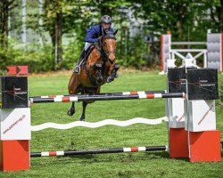 jumper Olympie de Lessac Z (Zangersheide riding horse, 2012, from Origan de Lessac)