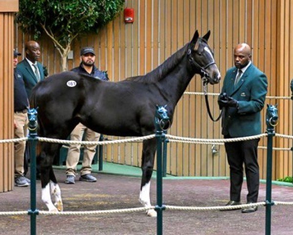 horse Stute von Medaglia d´Oro xx (Thoroughbred, 2021, from Medaglia d'Oro xx)