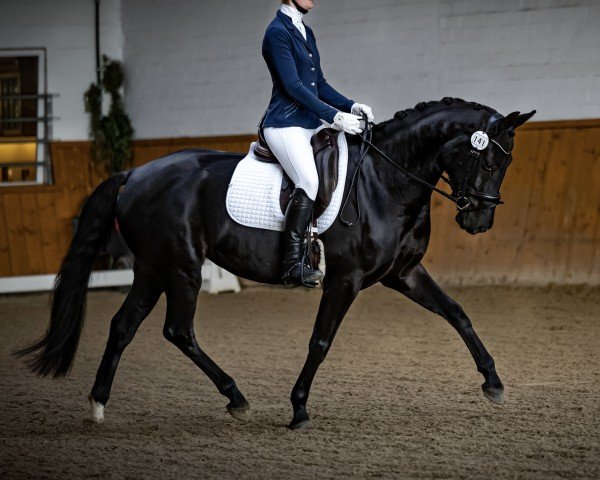 horse Feline‘s Fleur Noir (Oldenburg, 2019, from Le Vivaldi)