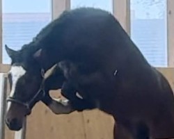 Pferd Hollywood I (Holsteiner, 2023, von Heart Stealer)