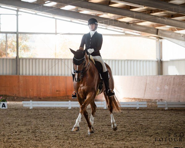 dressage horse Dans Op de Deel 2 (Hanoverian, 2016, from DeLorean)