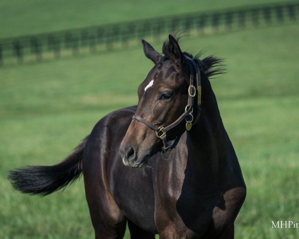 horse Fohlen von Quality Road xx (Thoroughbred, 2024, from Quality Road xx)