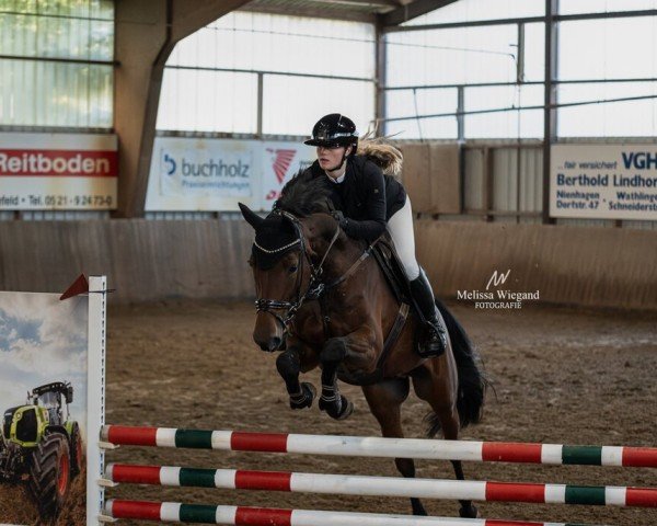 jumper Cayadis (Holsteiner, 2014, from Cayado 3)
