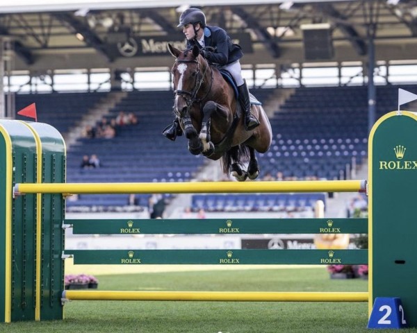 Caballo de salto Pica Pica Z (Zangersheide Reitpferd, 2013, de Pilgrim)