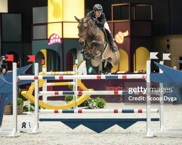 Caballo de salto Platonica Z (Zangersheide Reitpferd, 2014, de Pilgrim)