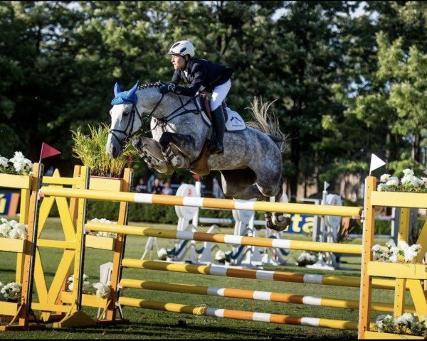 jumper Don't Worry Z (Zangersheide riding horse, 2007) jumper Don't Worry Z (Zangersheide riding horse, 2007)