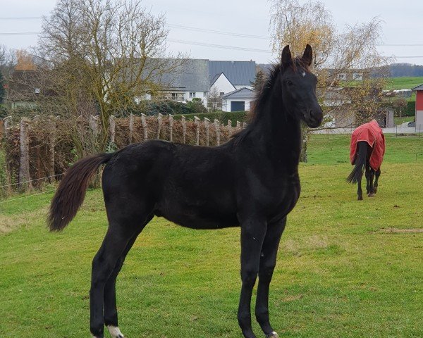 horse Colorado (German Sport Horse, 2024, from Comme Prevu)