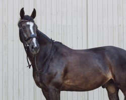 Springpferd Theo 120 (Hannoveraner, 2006, von Toronto)