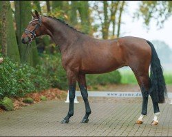 stallion Global Dancer S (Westphalian, 2022, from Global Player OLD)