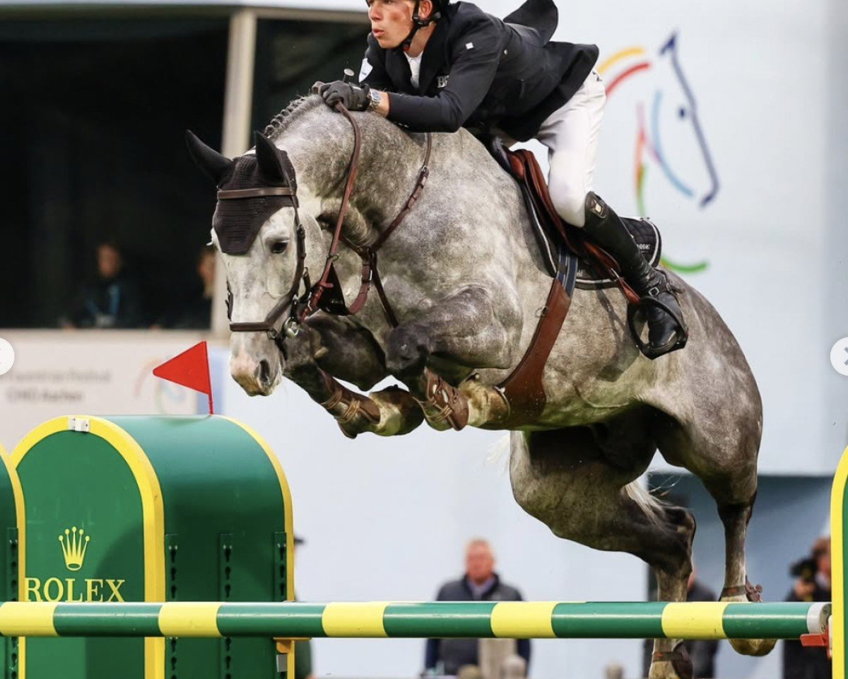 stallion Clear Heart (KWPN (Royal Dutch Sporthorse), 2015, from Clarimo Ask)