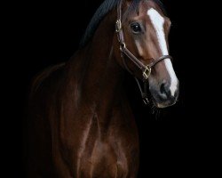 jumper Chardonnay 119 (Oldenburg show jumper, 2015, from Casallco)