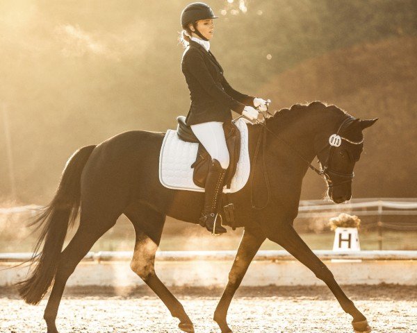 dressage horse Bagheera D (German Sport Horse, 2020, from Blue Hors Baron)