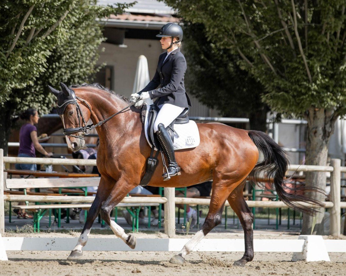 dressage horse Princesa del Poder (Oldenburg, 2010, from Sergio Rossi)