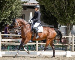 dressage horse Princesa del Poder (Oldenburg, 2010, from Sergio Rossi)