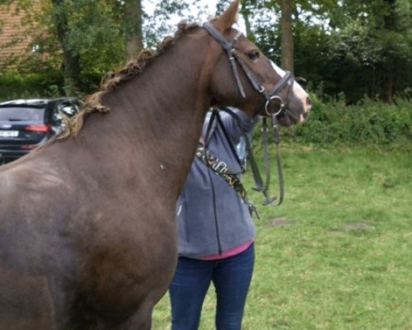 broodmare Ravenna (Welsh-Pony (Section B), 2006, from Dublin N) broodmare Ravenna (Welsh-Pony (Section B), 2006, from Dublin N)