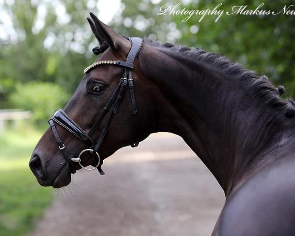 broodmare Romina von Preußen (Trakehner, 2019, from Speedway 7)