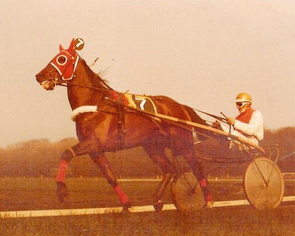 stallion Manza Buitenzorg (NL) (Traber, 1971, from Star Performer (US)) stallion Manza Buitenzorg (NL) (Traber, 1971, from Star Performer (US))