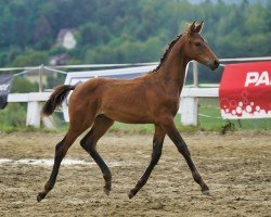 Deckhengst Sir Frederic MW (Österreichisches Warmblut, 2024, von Sir Easy)