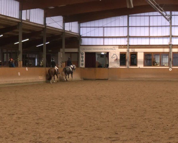 Reitturnier Appelhülsen 2024