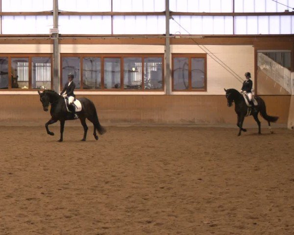 Reitturnier Appelhülsen 2024