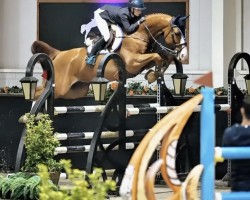 jumper U-Pleasure N Z (Zangersheide riding horse, 2018, from Untouchable)