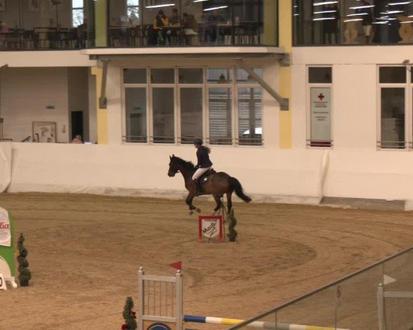 Reitturnier Stadl-Paura 2024