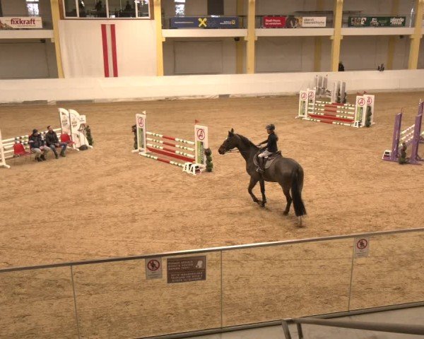 Reitturnier Stadl-Paura 2024