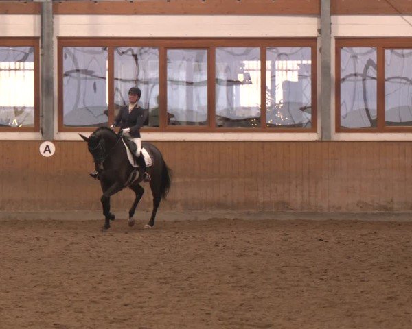 Reitturnier Appelhülsen 2024