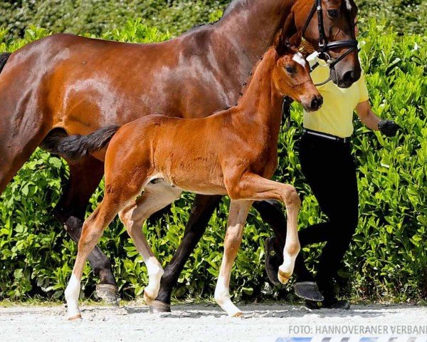 horse Doppio Passo (Hanoverian, 2024, from Dynamic Dream)
