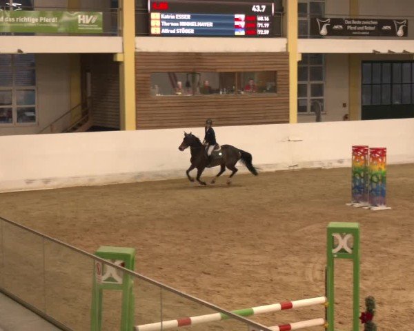 Reitturnier Stadl-Paura 2024