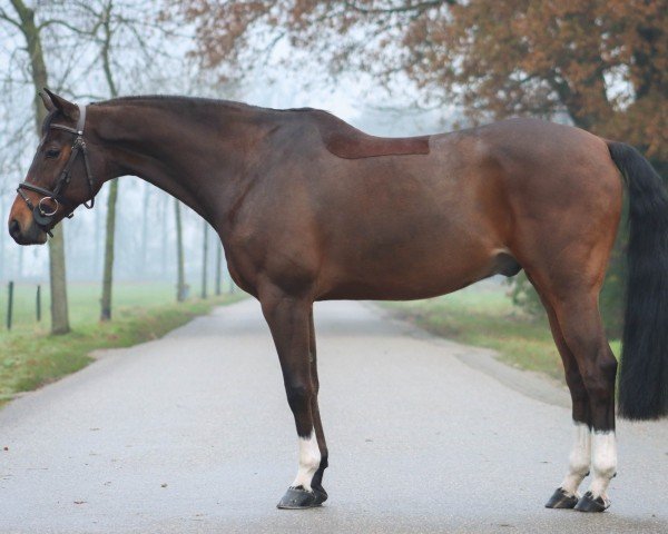 Dressurpferd Kachento van de Marshoeve (KWPN (Niederländisches Warmblut), 2015, von Gino-H)