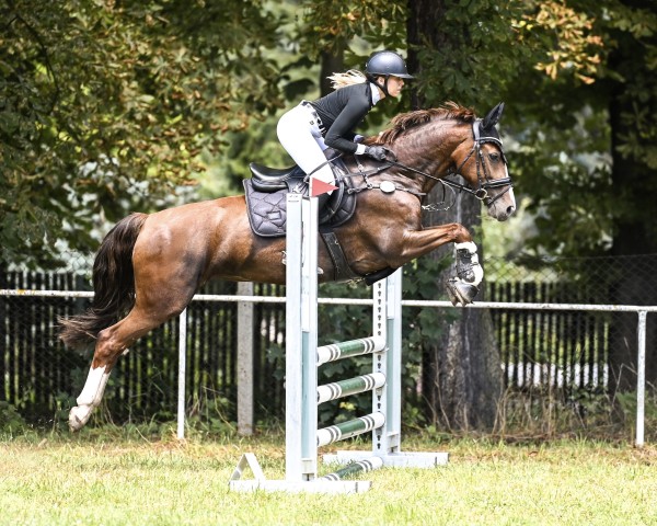 jumper Irozette (KWPN (Royal Dutch Sporthorse), 2013, from Unieko) jumper Irozette (KWPN (Royal Dutch Sporthorse), 2013, from Unieko)