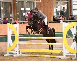 jumper La Cherie (Austrian Warmblood, 2018, from Lord Perry W)