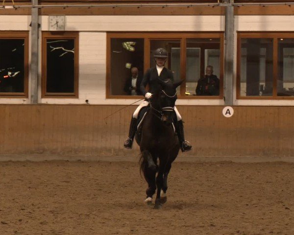 Reitturnier Appelhülsen 2024